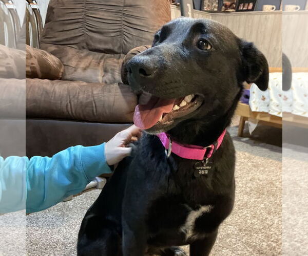 Medium Photo #25 Pointer-Unknown Mix Puppy For Sale in Fargo, ND, USA