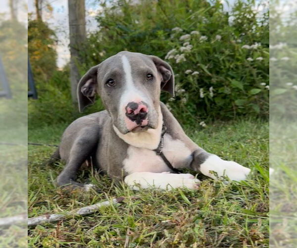 Medium Photo #1 Bulldog-Unknown Mix Puppy For Sale in Tarrytown, GA, USA