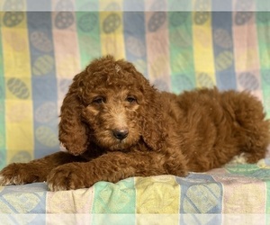 Goldendoodle Puppy for sale in LANCASTER, PA, USA