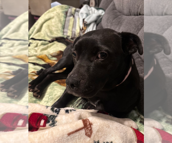 Medium Photo #4 American Staffordshire Terrier-Labrador Retriever Mix Puppy For Sale in Holly Springs, NC, USA