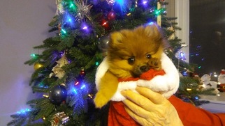 Pomeranian Puppy for sale in SPRING HILL, KS, USA