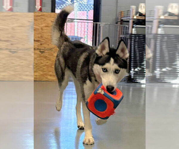 Medium Photo #3 Siberian Husky Puppy For Sale in Severn, MD, USA