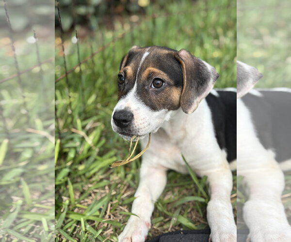 Medium Photo #2 Beagle-Unknown Mix Puppy For Sale in Sanford, FL, USA