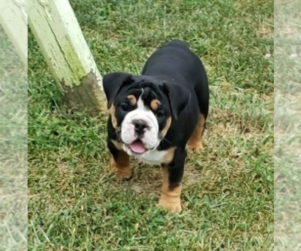 Medium Photo #1 Olde English Bulldogge Puppy For Sale in LAKE NEPESSING, MI, USA