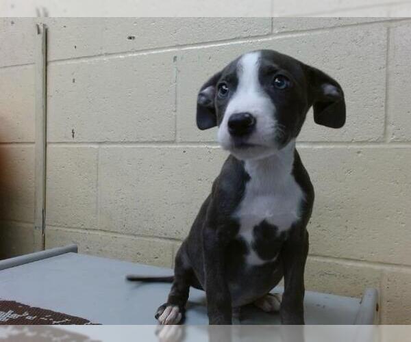 Medium Photo #1 American Pit Bull Terrier Puppy For Sale in Downey, CA, USA