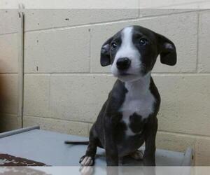 American Pit Bull Terrier Dogs for adoption in Downey, CA, USA