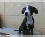 Small American Pit Bull Terrier