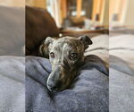 Small #8 Mountain Cur-Whippet Mix
