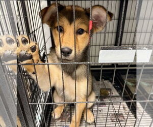 Gerberian Shepsky Dogs for adoption in GILBERTS, IL, USA