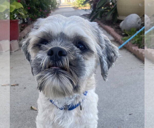 Medium Photo #4 Shih Apso Puppy For Sale in Newport Beach, CA, USA