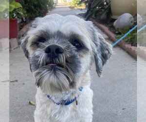 Oskar - Male Shih Apso Dog for Adoption - Photo #3