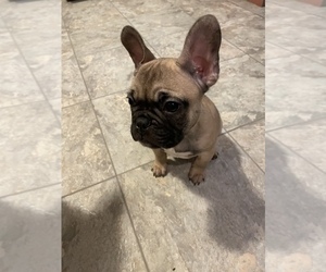 French Bulldog Puppy for sale in LAWRENCE, MA, USA