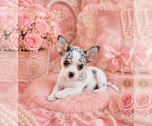 Medium Photo #24 Chihuahua Puppy For Sale in HAVERHILL, FL, USA
