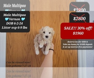 Maltipoo Puppy for sale in TUCSON, AZ, USA