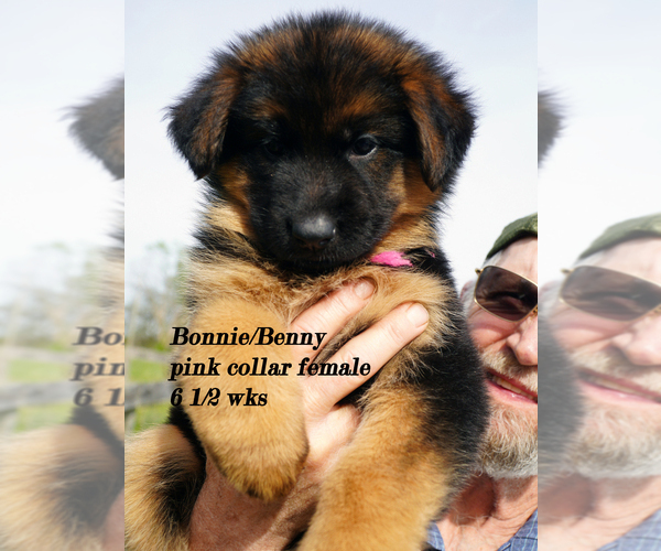 Medium Photo #10 German Shepherd Dog Puppy For Sale in CHRISNEY, IN, USA