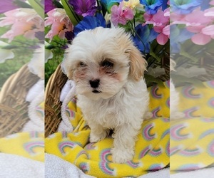 ShihPoo Puppy for sale in BLOOMINGDALE, MI, USA