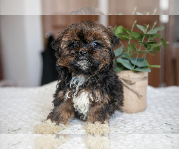 Medium Photo #1 ShihPoo Puppy For Sale in BERNE, IN, USA