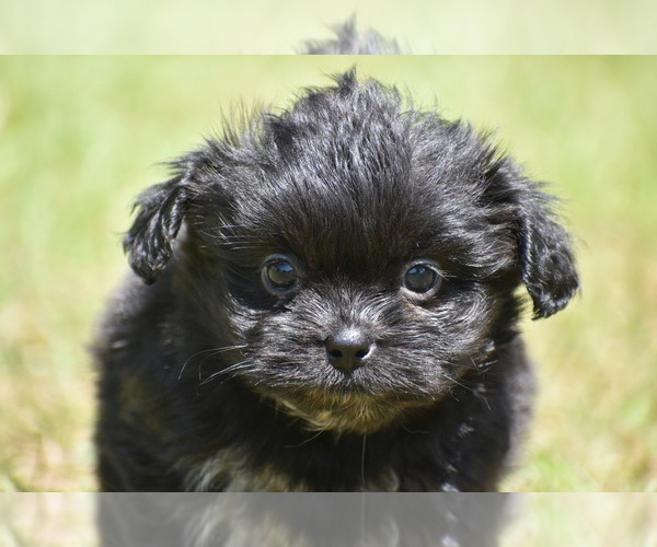 Medium Photo #2 Shih Aussie Puppy For Sale in PALM COAST, FL, USA