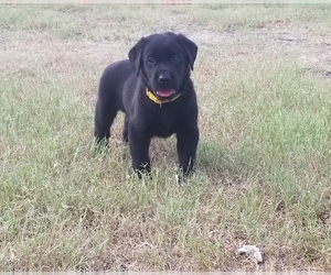 Labrador Retriever Puppy for sale in ROCKWALL, TX, USA