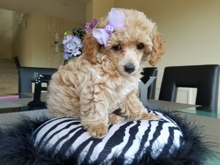 Poodle (Miniature) Puppy for sale in GOLDEN, CO, USA