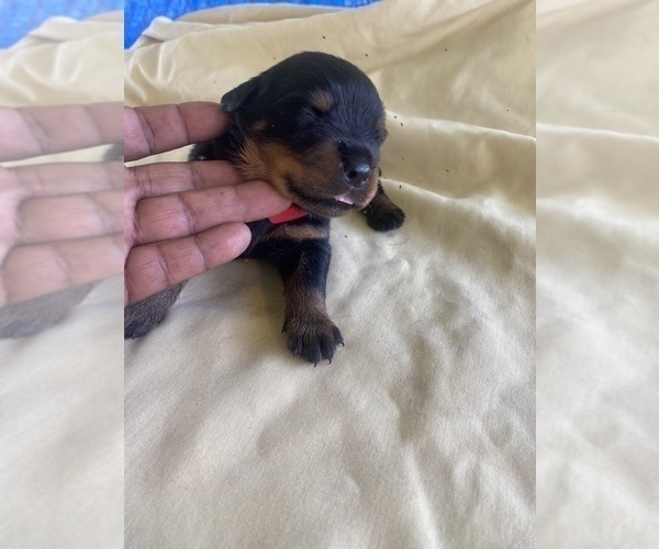 Medium Photo #11 Rottweiler Puppy For Sale in RICHLAND, GA, USA