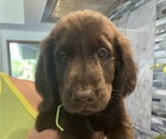 Image preview for Ad Listing. Nickname: Litter of 8