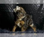 Puppy Rain AKC Poodle (Toy)