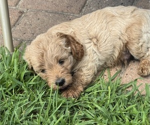 Goldendoodle-Poodle (Miniature) Mix Puppy for Sale in CAMBRIDGE, Minnesota USA