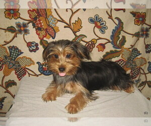Yorkshire Terrier Puppy for sale in BAKERSFIELD, CA, USA