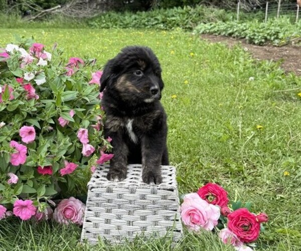 Medium Photo #5 Golden Retriever Puppy For Sale in THORP, WI, USA