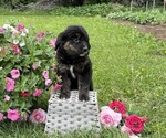 Small #4 Golden Retriever
