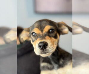 Labrador Retriever-Unknown Mix Dogs for adoption in Jefferson, NJ, USA