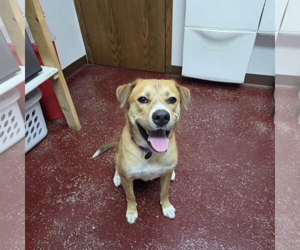 Medium Photo #11 Mutt Puppy For Sale in Fargo, ND, USA