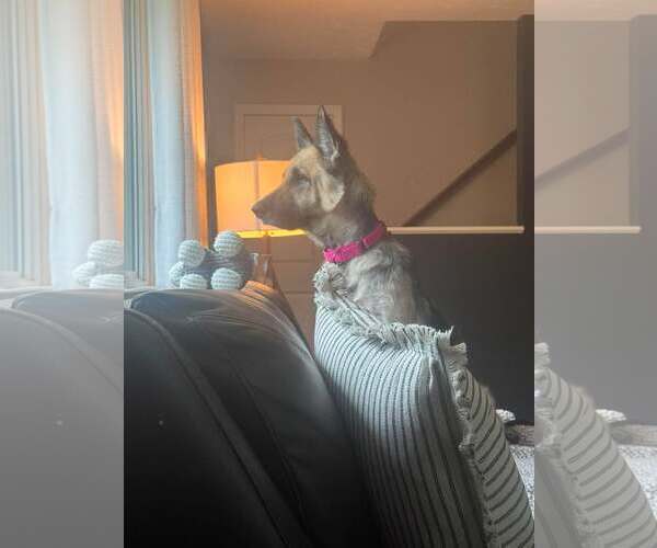 Medium Photo #8 German Shepherd Dog Puppy For Sale in Gretna, NE, USA