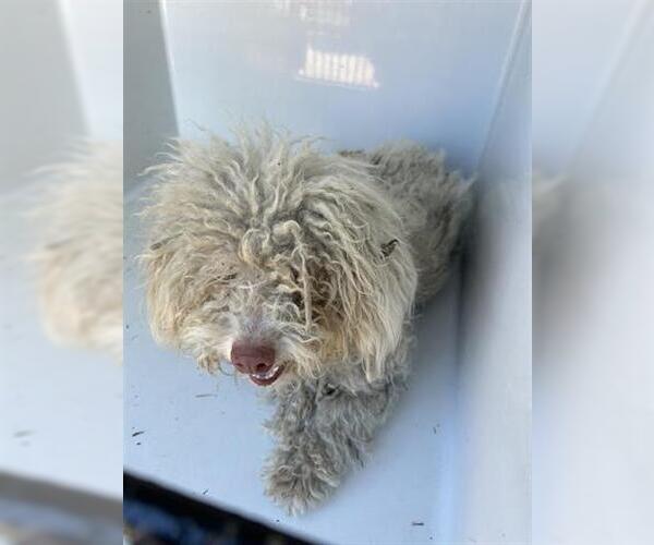 Medium Photo #1 Poodle (Miniature) Puppy For Sale in Houston, TX, USA