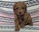 Small #1 Poodle (Toy)