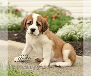 Saint Bernard Puppy for sale in MARIETTA, PA, USA
