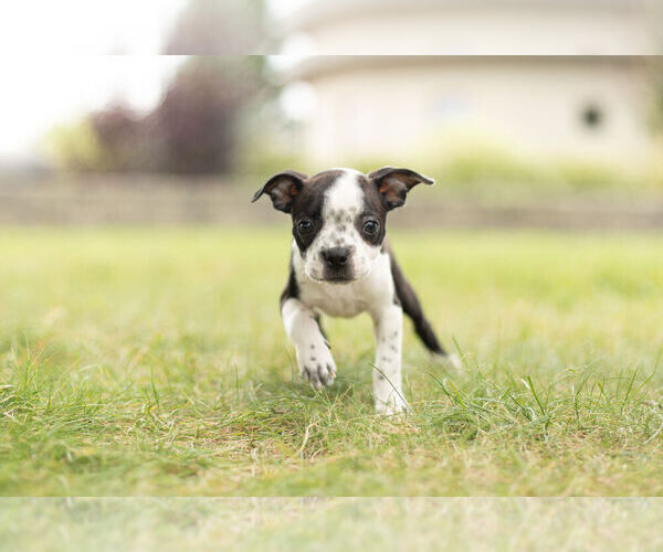 Medium Photo #2 Boston Terrier Puppy For Sale in WARSAW, IN, USA