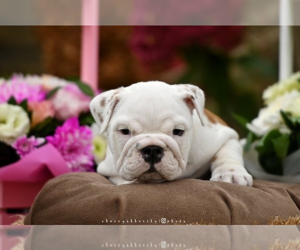 Medium Photo #2 English Bulldog Puppy For Sale in Balakliya, Kharkiv, Ukraine