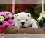 Small #1 English Bulldog