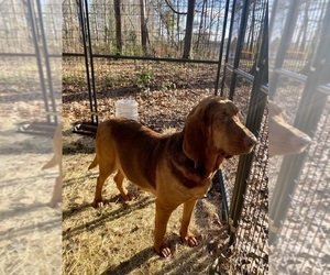 Mother of the Bloodhound puppies born on 04/04/2025