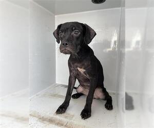 Boxer Dogs for adoption in Houston, TX, USA
