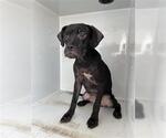 Small Boxer Mix