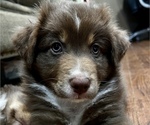 Small Photo #2 Australian Shepherd Puppy For Sale in MORROW, OH, USA