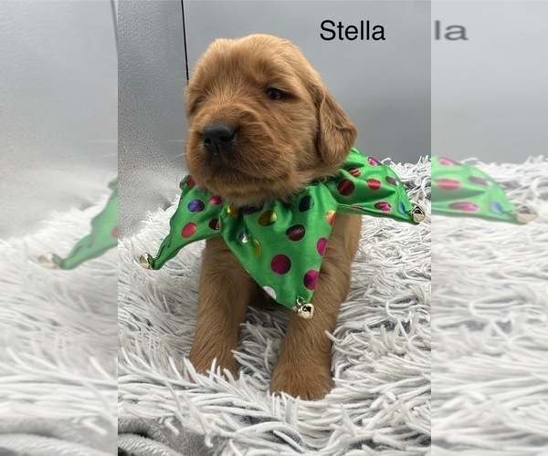 Medium Photo #4 Golden Retriever Puppy For Sale in FREDERICKSBG, OH, USA