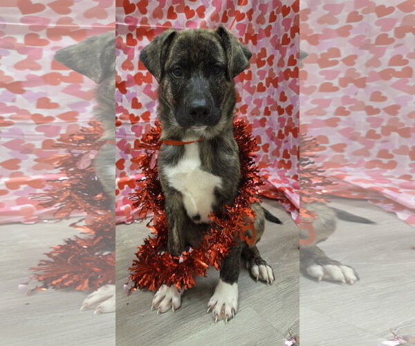Medium Photo #8 Anatolian Shepherd-Holland Shepherd Mix Puppy For Sale in Attalka, AL, USA