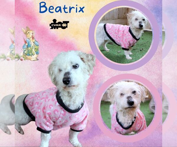 Medium Photo #1 Poodle (Miniature)-Unknown Mix Puppy For Sale in Lindsay, CA, USA