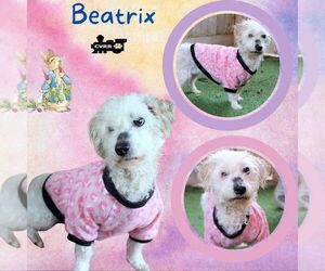 Poodle (Miniature)-Unknown Mix Dogs for adoption in Lindsay, CA, USA