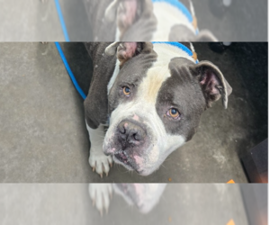 Bulldog-Unknown Mix Dogs for adoption in Evansville, IN, USA