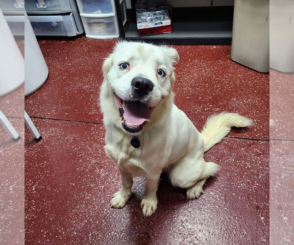Medium Photo #10 Great Pyrenees-Unknown Mix Puppy For Sale in Fargo, ND, USA